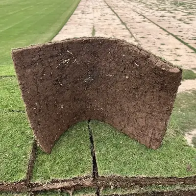 Paspalum Block