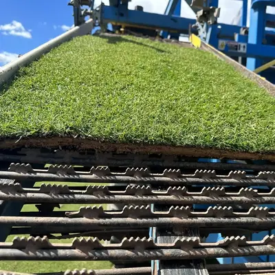 Paspalum Firefly Conveyor