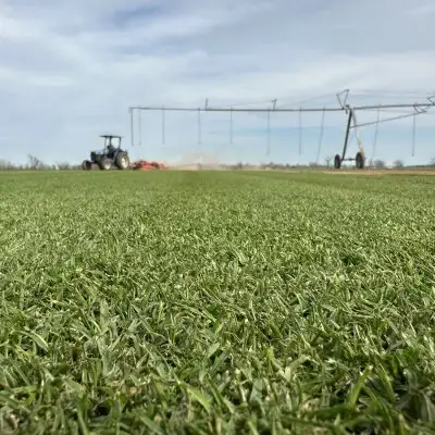 Mowing Platinum TE Paspalum