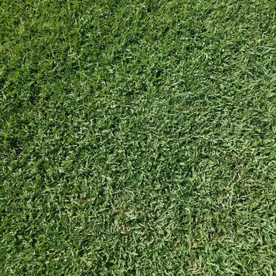 Paspalum Texture