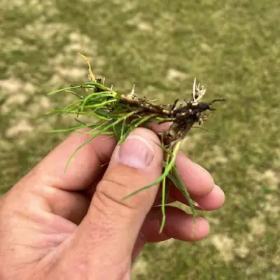 Platinum TE Paspalum Sprigs - Day 4 Root Development